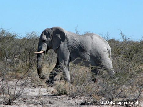 Postcard Elephant walking free in Etosha.