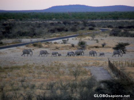 Postcard Elephants crossing