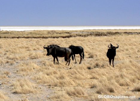 Postcard Wildebeest at the salt pan