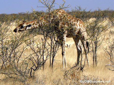 Postcard Eating giraffe