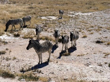 Postcard Zebra crossing