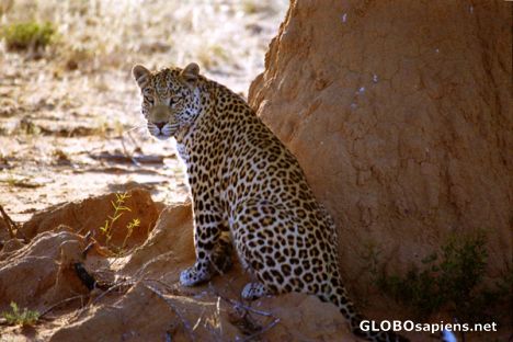 Postcard Okonjima - Leopard