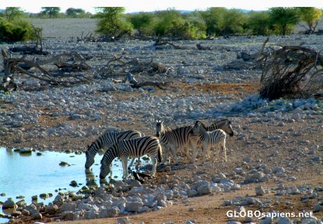 Postcard Etosha - Thirsty zebra