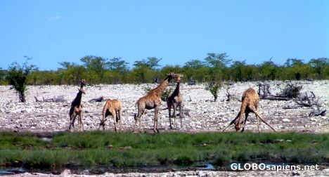 Postcard Etosha - Thirsty Giraffe Family