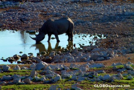 Postcard Etosha - Thirsty black rhino