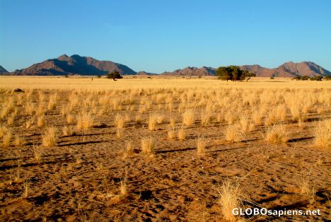 Postcard Namib Desert - Shadows of the grass