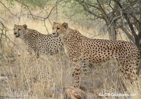 Postcard Hungry Cheetahs