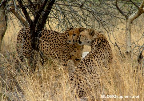 Postcard Namibia - Cheetahs' Affection