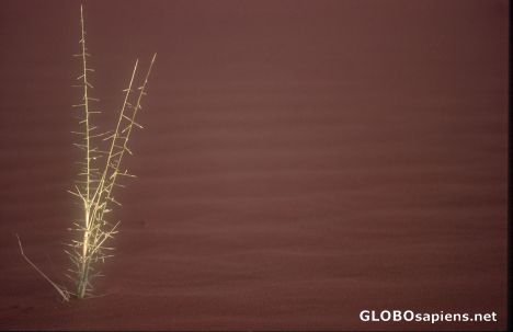 Postcard Grass in the desert