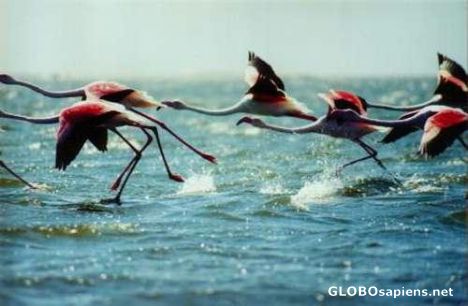 Postcard Flamingoes lift off.