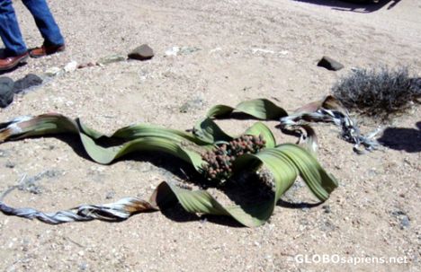 Postcard Welwitschia Plant