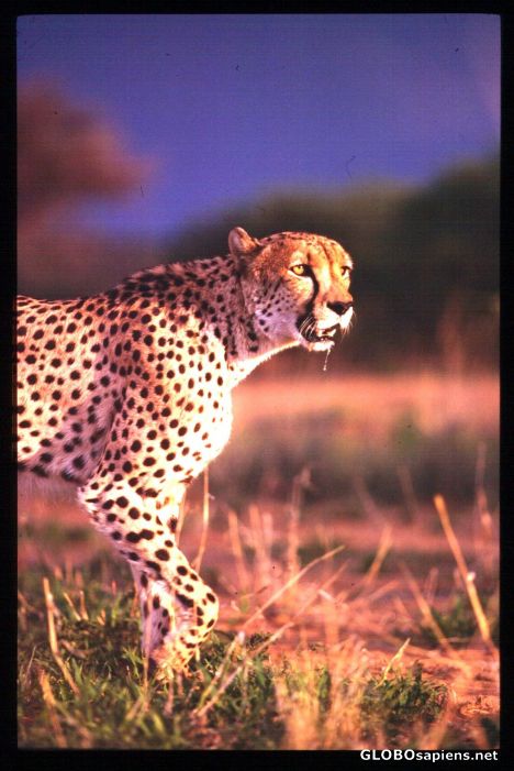 Postcard head and shoulders of cheetah