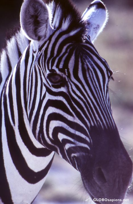 Postcard Zebra portret