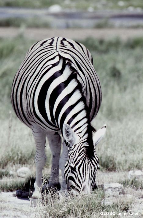 Postcard Grazing zebra