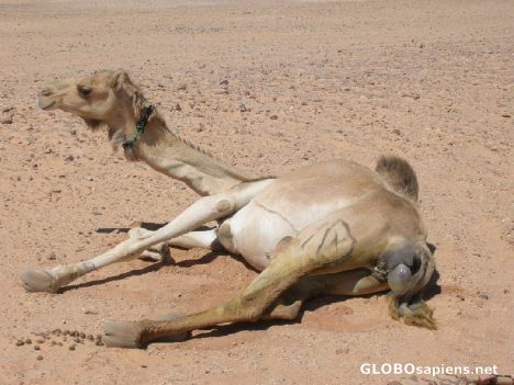Postcard Camel giving birth in the Sahara desert
