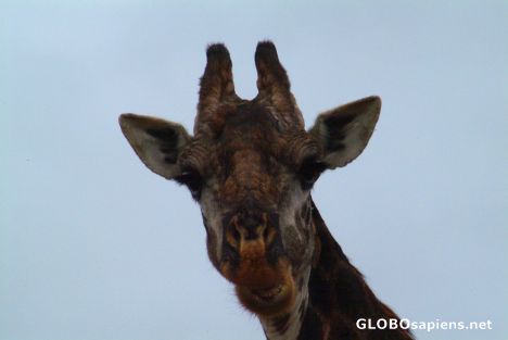 Postcard Mlilwane Reserve - giraffe