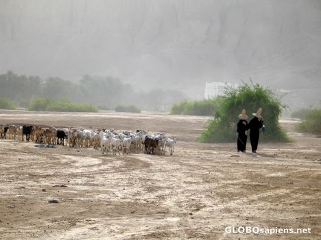 Postcard goatkeepers in the wadi Hadramawut