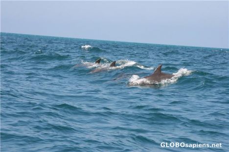 Postcard Dolphins