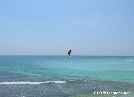 Postcard Egyptian vulture flies over Qalansiya beach