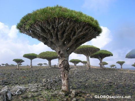 Postcard Nature is amazing in Socotra Island