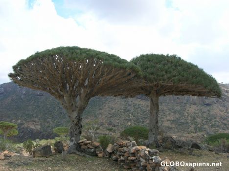 Postcard Special Socotra trees