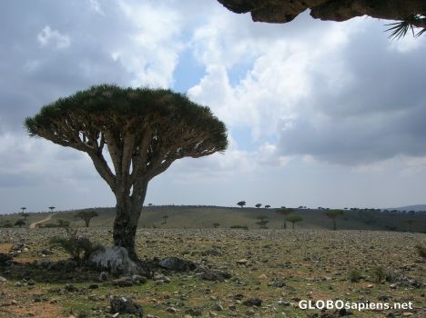 Postcard Socotra is wonderful, the world is wonderful!