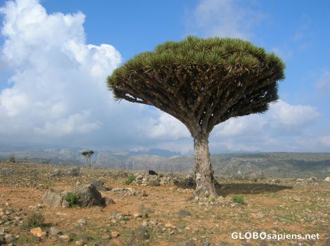 Postcard Socotra is the Galapagos of the Indian Ocean