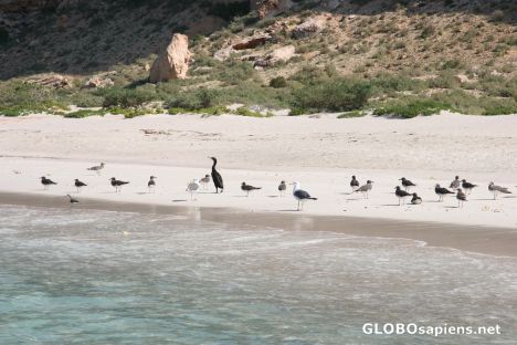 Postcard Birds on Shuub Beach