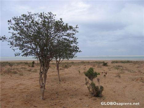 Postcard Lonesome Tree at Qalansiya Lagoon