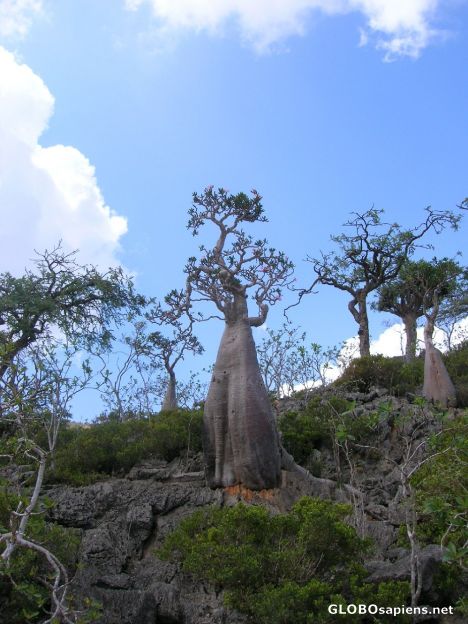 Postcard Socotra unique and rare trees