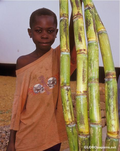 Postcard Sugar cane seller