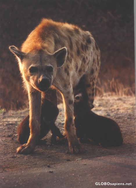 Postcard Spotted Hyaena with her young