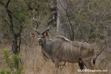Postcard Majestic Kudu Male
