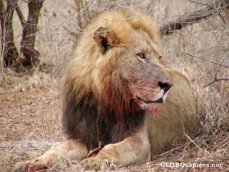 Postcard Male lion