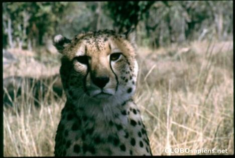 Postcard Gepard