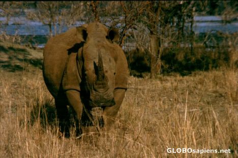 Postcard Rhino