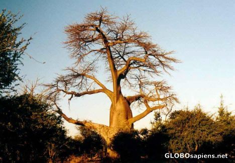 Postcard Baobab