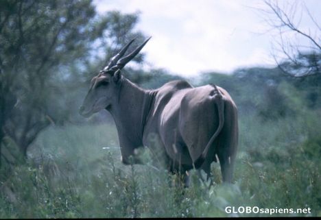 Postcard Eland-Antilope