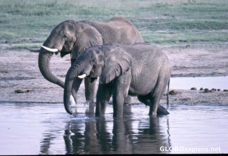 Postcard Elephants