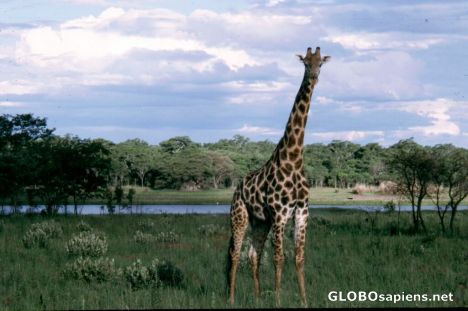 Postcard Giraffe
