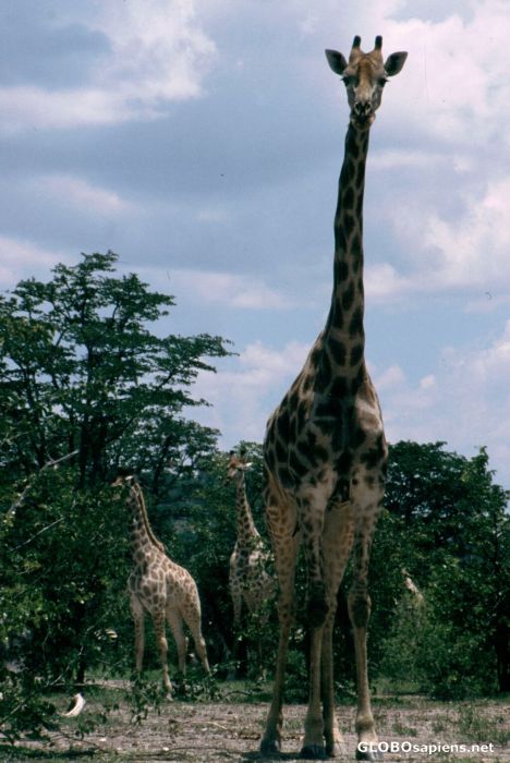 Postcard Giraffe