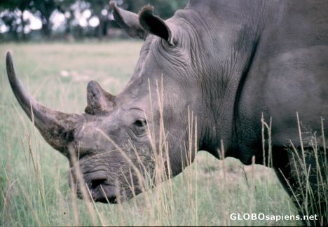 Postcard Rhino
