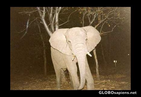 Postcard big elephant