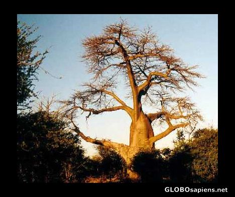 Postcard Baobab Tree