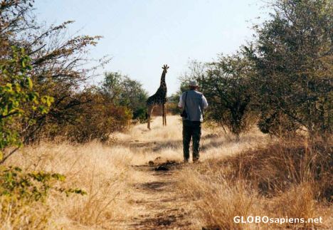 Postcard Giraff in Zambezi N.P.