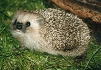 profile hedgehog8