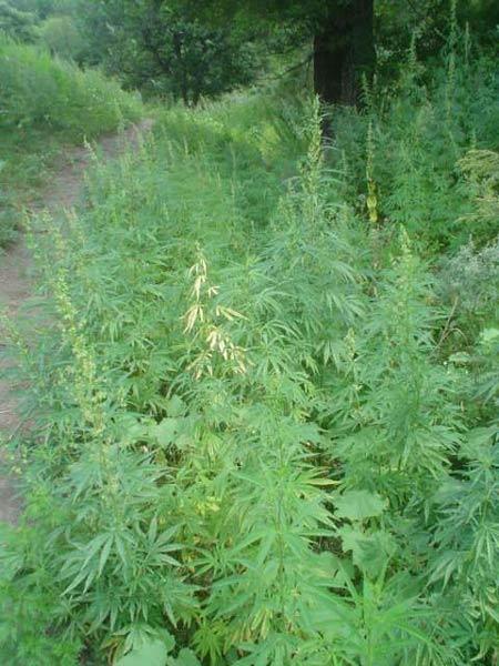 Marijuana fields in Almaty Kazakhstan