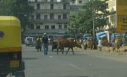 Cow crossing the street