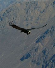 Condor, Andean Vulture