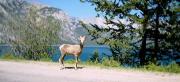 Wildlife in abundant in Banff National Park